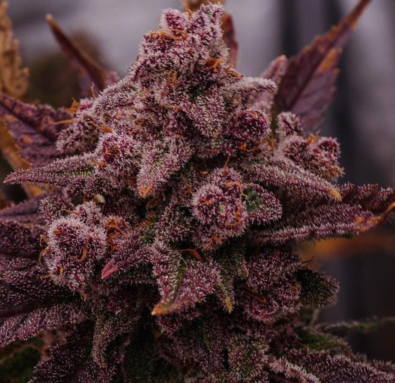 Purple Haze Samen Automatik – Produktabbildung des Herstellers