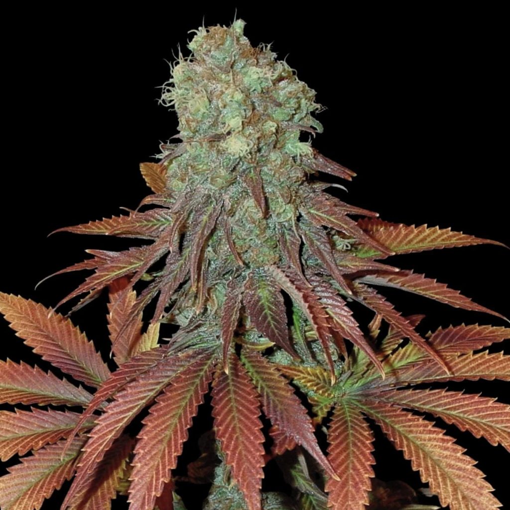 Somango Seeds - Feminisiert (25% THC) ?? – Produktabbildung des Herstellers