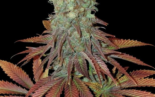 Somango Seeds - Feminisiert (25% THC) ?? – Produktabbildung des Herstellers