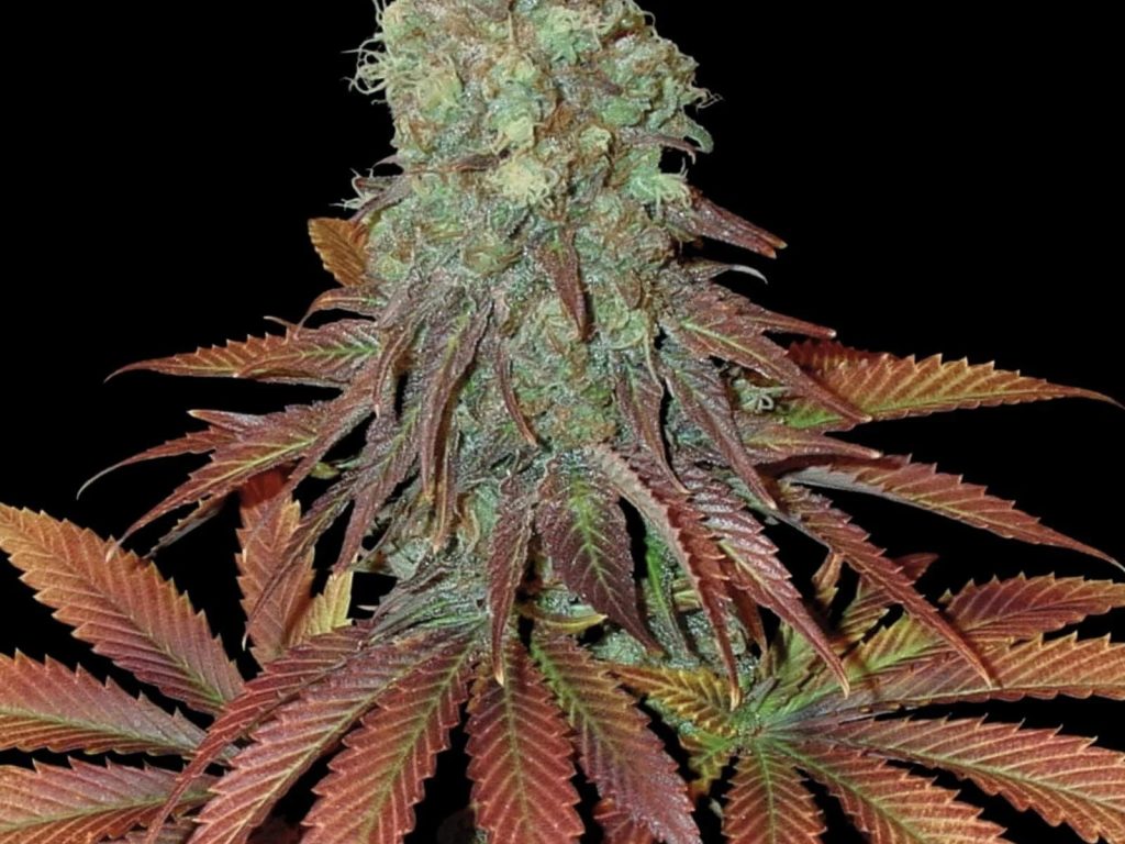 Somango Seeds - Feminisiert (25% THC) – Produktabbildung des Herstellers