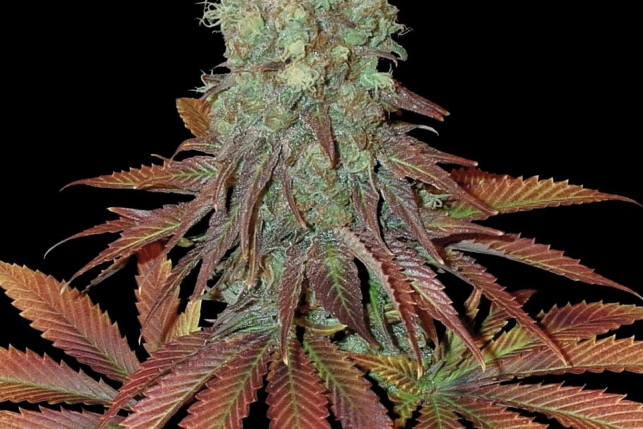 Somango Seeds - Feminisiert (25% THC) ?? – Produktabbildung des Herstellers