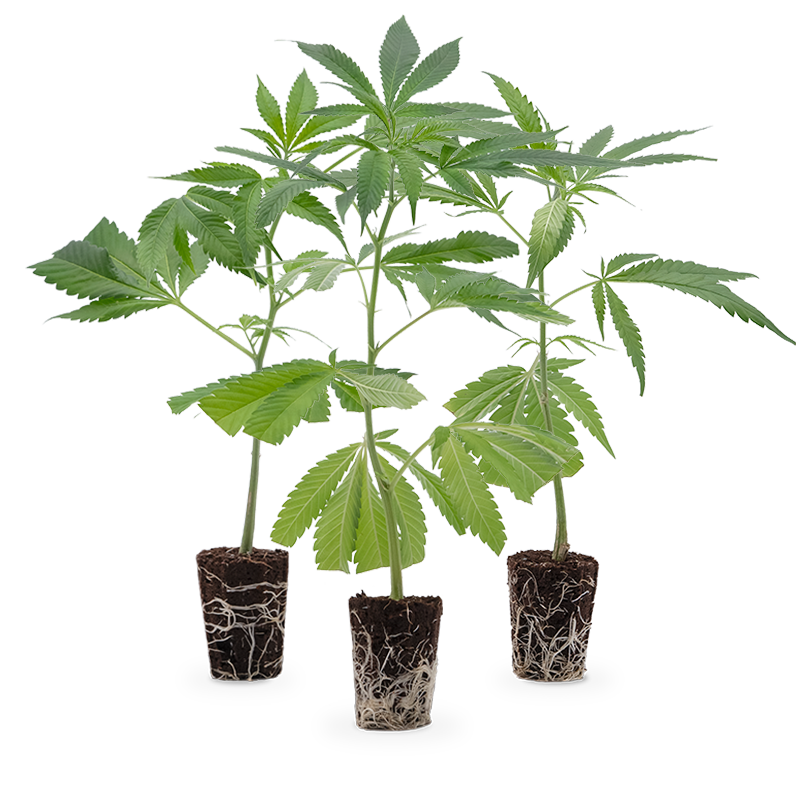 Super High Stecklinge 3er-Set – Produktabbildung des Herstellers