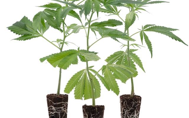 Super High Stecklinge 3er-Set – Produktabbildung des Herstellers