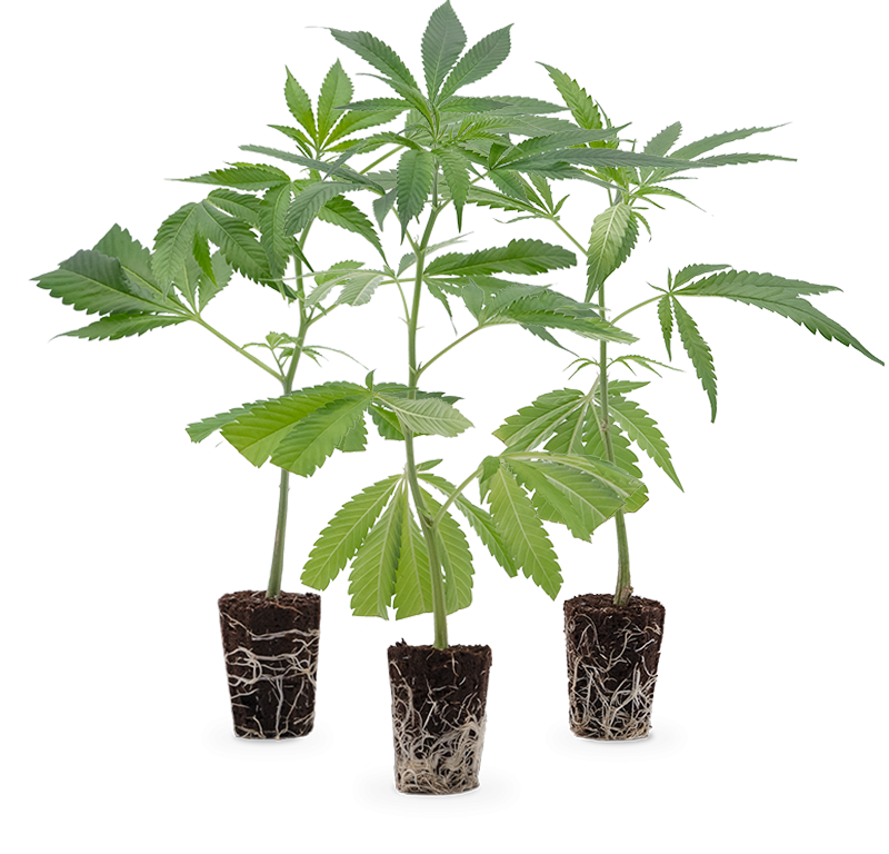 Super High Stecklinge 3er-Set – Produktabbildung des Herstellers
