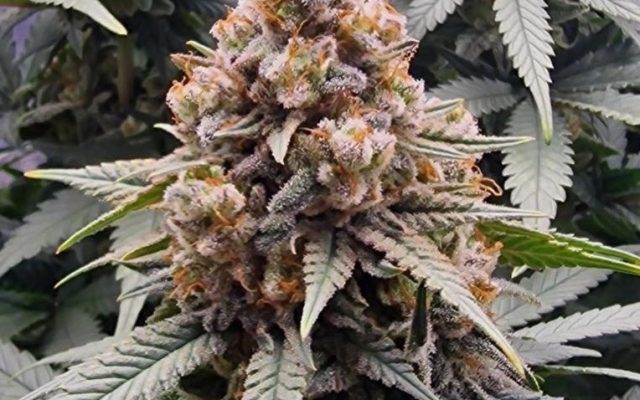 Tangerine Dream Samen Automatik – Produktabbildung des Herstellers