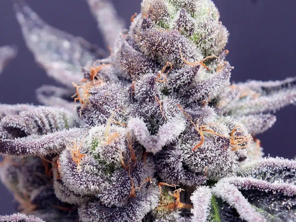Tropicana Cookies Seeds (22% THC) – Produktabbildung des Herstellers
