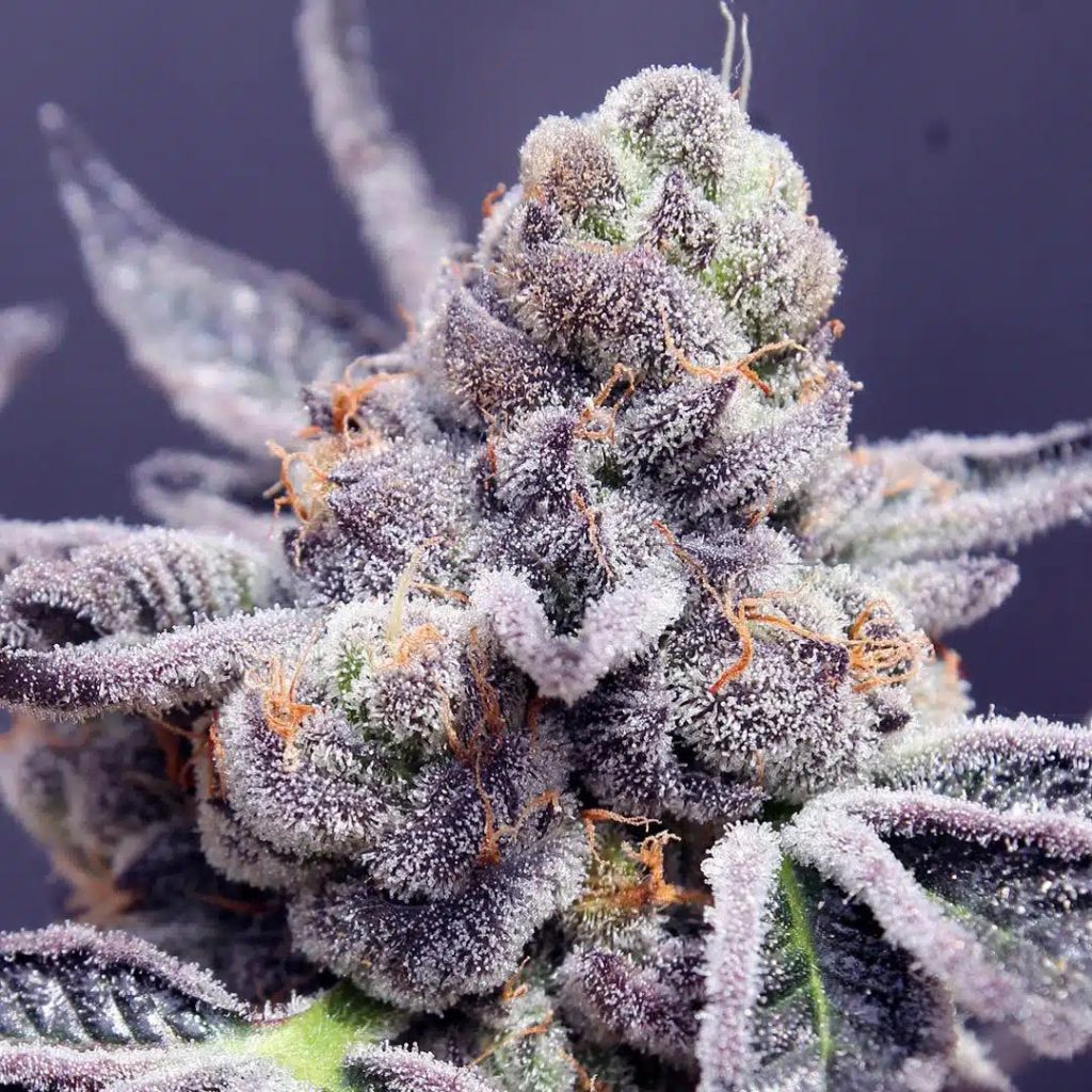 Tropicana Cookies Seeds (22% THC) ?? – Produktabbildung des Herstellers