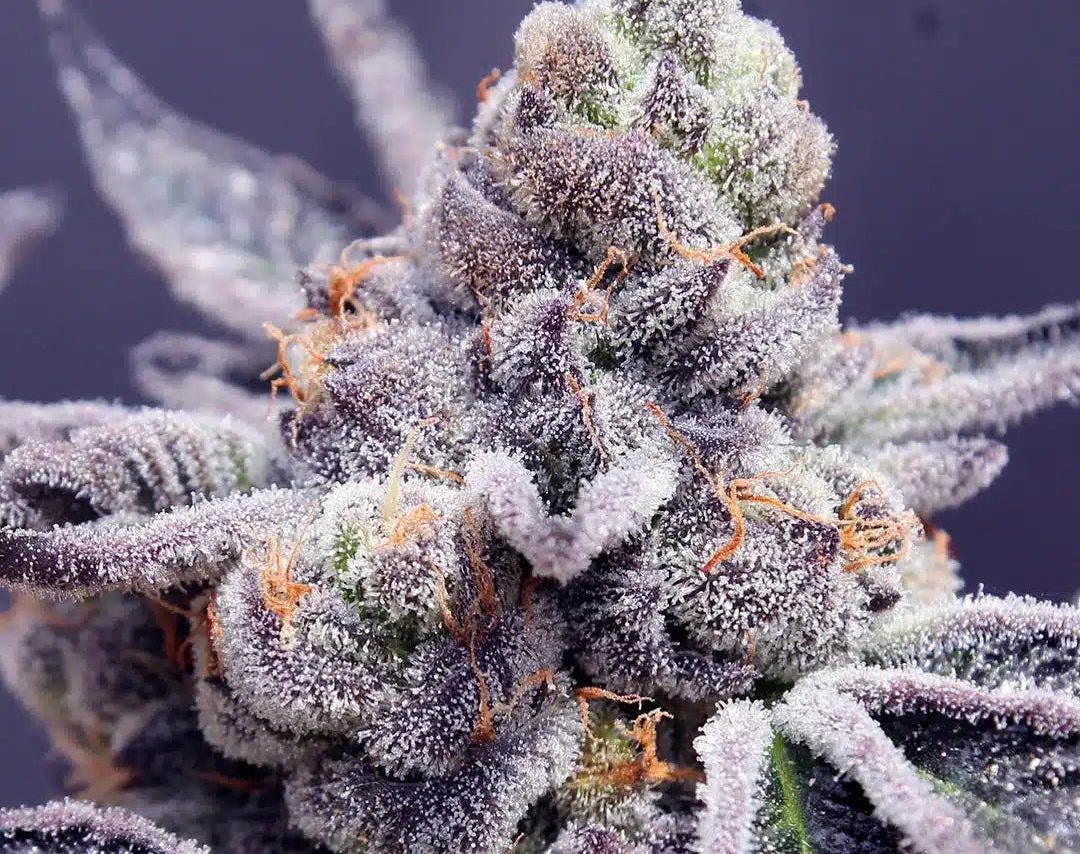 Tropicana Cookies Seeds (22% THC) ?? – Produktabbildung des Herstellers