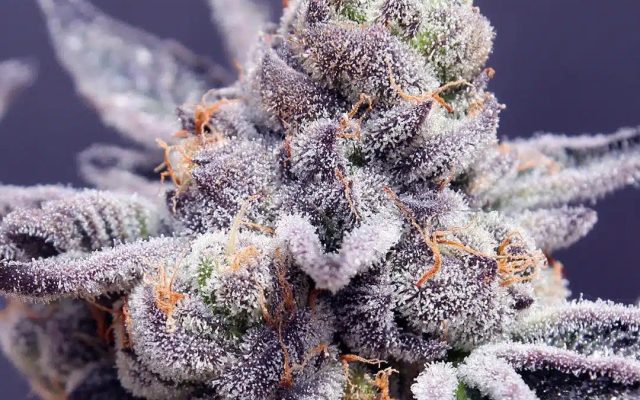 Tropicana Cookies Seeds (22% THC) ?? – Produktabbildung des Herstellers